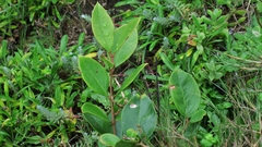 Acokanthera oppositifolia