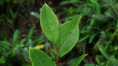 Acokanthera oppositifolia