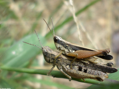 Orphulella concinnula