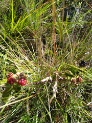 Rubus rigidus