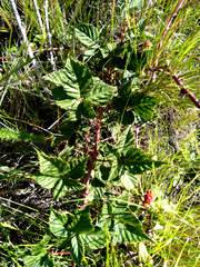 Rubus rigidus