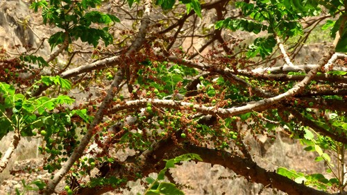 Phyllanthus acidus image