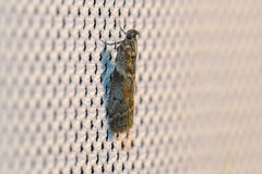 Laodamia faecella
