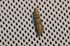 Laodamia faecella