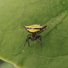 Gasteracantha diadesmia