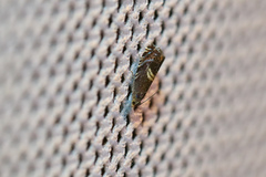 Grapholita discretana