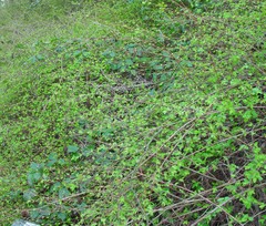 Symphoricarpos × chenaultii