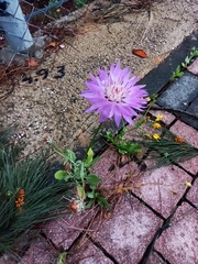 Centaurea crocodylium