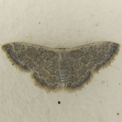 Idaea costiguttata