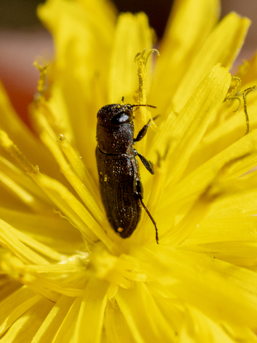Anthaxia nigritula