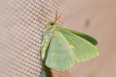 Thetidia smaragdaria