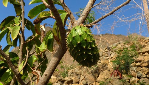 Annona muricata image