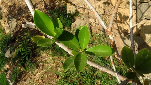 Annona muricata image