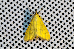 Mecyna flavalis