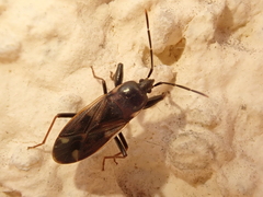Eremocoris fenestratus