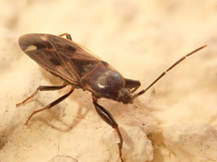 Eremocoris fenestratus