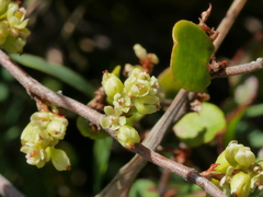 Muehlenbeckia complexa complexa