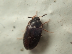 Attagenus pellio