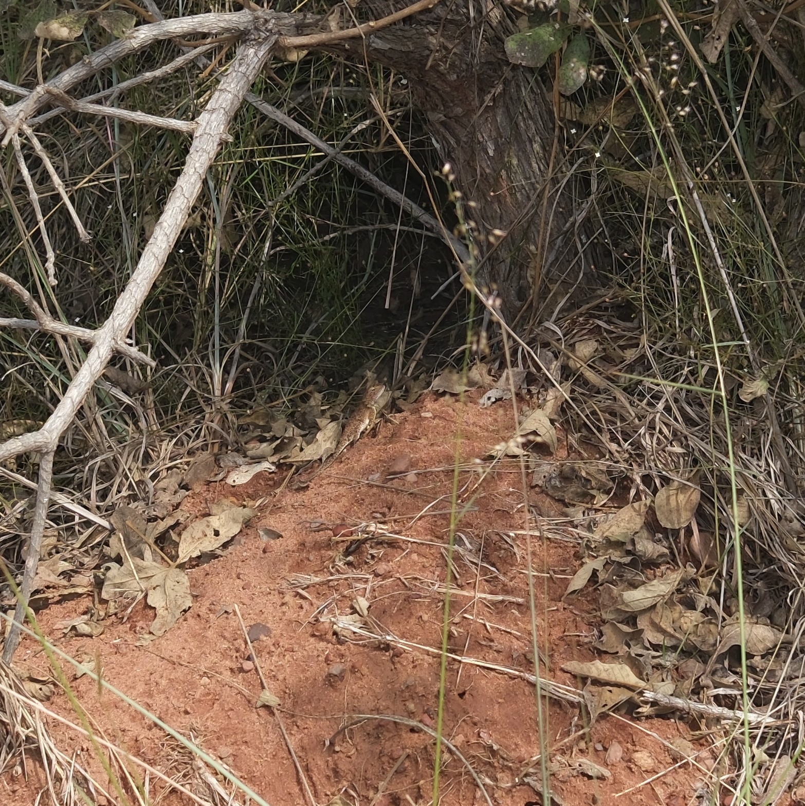 Agama aculeata distanti (Boulenger, 1902)