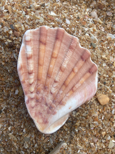 Pecten maximus