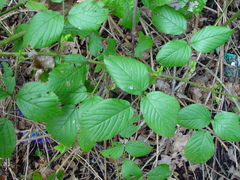 Rubus distractiformis