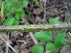Rubus distractiformis