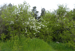 Pyrus syriaca