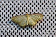 Idaea humiliata