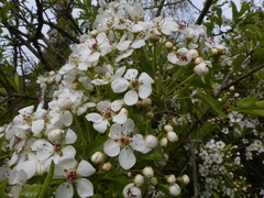 Pyrus syriaca