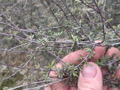 Olearia bullata