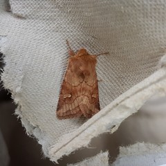 Eriopygodes imbecilla