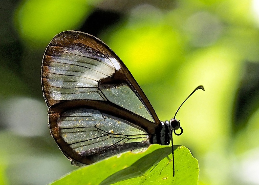 Pteronymia andreas