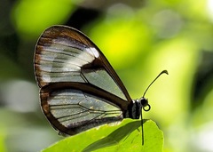 Pteronymia alissa andreas