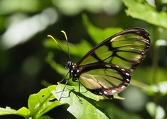 Dircenna adina xanthophane
