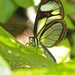 Agnosia Glasswing - Photo (c) shirdipam, some rights reserved (CC BY-NC), uploaded by shirdipam