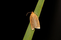Aphelia viburnana