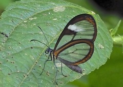 Pteronymia alissa andreas