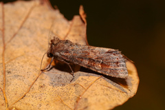 Polia bombycina
