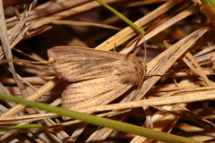 Mythimna pudorina