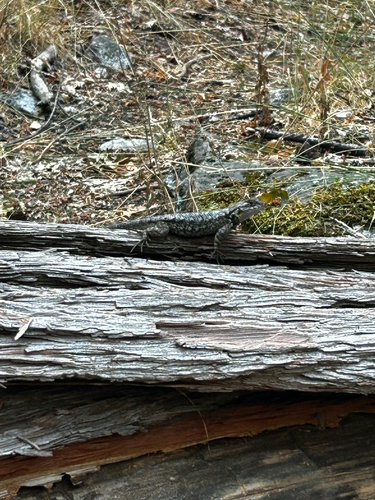 iNaturalist observation photo of Western Fence Lizard