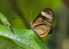 Episcada hymenaea hymen