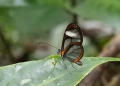 Pteronymia forsteri