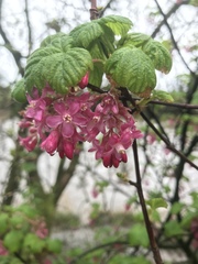 Ribes sanguineum