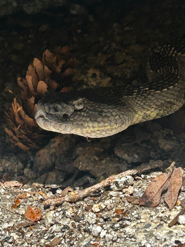 iNaturalist observation photo of Northern Pacific Rattlesnake