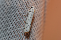 Myelois circumvoluta