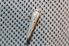 Myelois circumvoluta