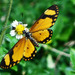 Small Orange Acraea - Photo (c) James Steamer, some rights reserved (CC BY-NC), uploaded by James Steamer