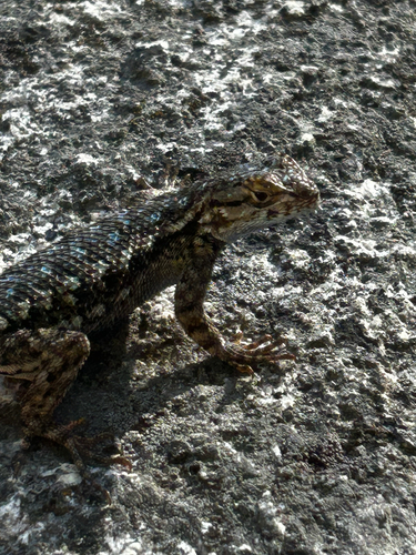 iNaturalist observation photo of Western Fence Lizard