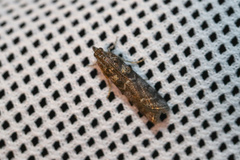 Laodamia faecella