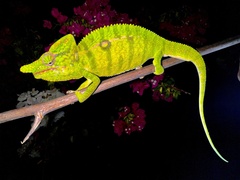 Voeltzkow's Chameleon photo 1